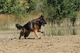 BERGER ALLEMAND 044